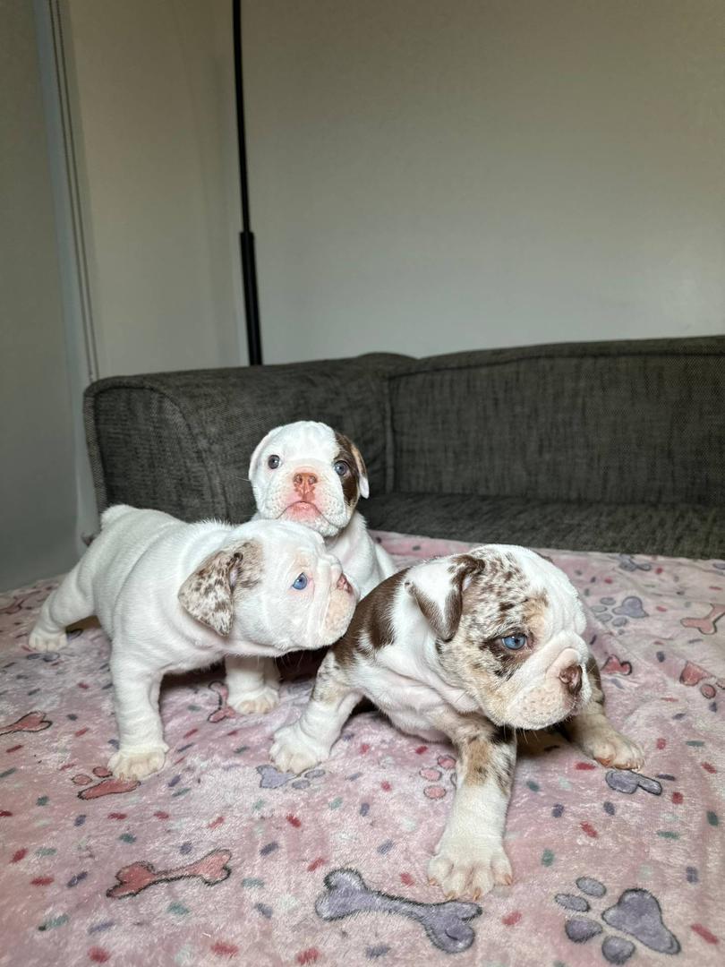 English Bulldogs Male/Female - Dog